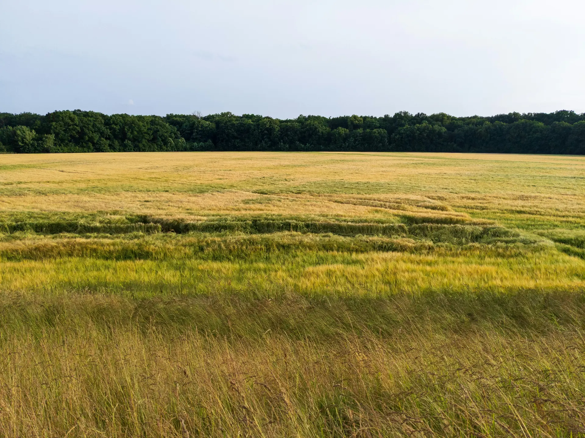 Juridische expertise