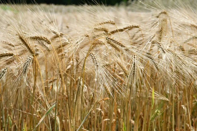 Case: Nieuwe start in Frankrijk met een landbouwproject